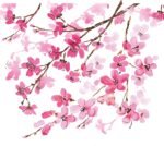 Tervis Venture Lite Sakura Japanese Cherry Blossom Made in USA Double Walled Insulated Tumbler Travel Cup Keeps Drinks Cold & Hot, 24oz Water Bottle, Classic - Image 3