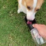 WePet Portable Dog Water Bottle, 19 OZ, Leak Proof Puppy Water Dispenser with Drinking Feeder for Pets Outdoor Walking, Hiking, Travel, Food Grade Plastic - Image 3